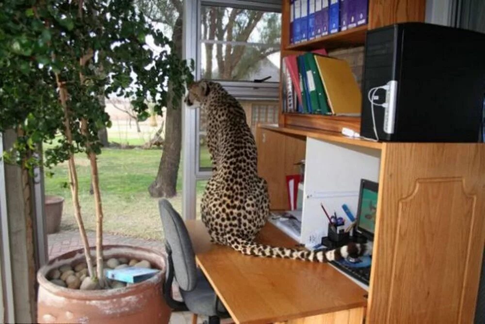 Pet cheetah. Домашний гепард в квартире. Гепард в доме. Гепард домашний в доме. Гепард в домашних условиях.