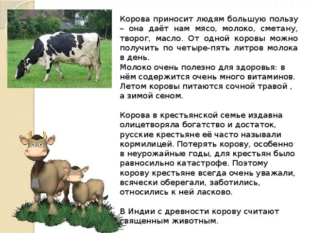 Текст про корову. Сообщение о корове. Корова описание. Корова краткая информация. История коровы.