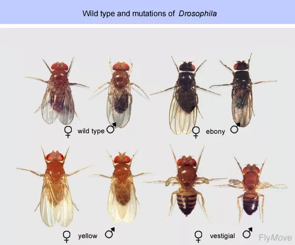дупликация это в биологии. Drosophila род. изменчивость мухи дрозофилы. закон сцепленного наследования т. мутантные формы плодовой мушки дрозофилы.