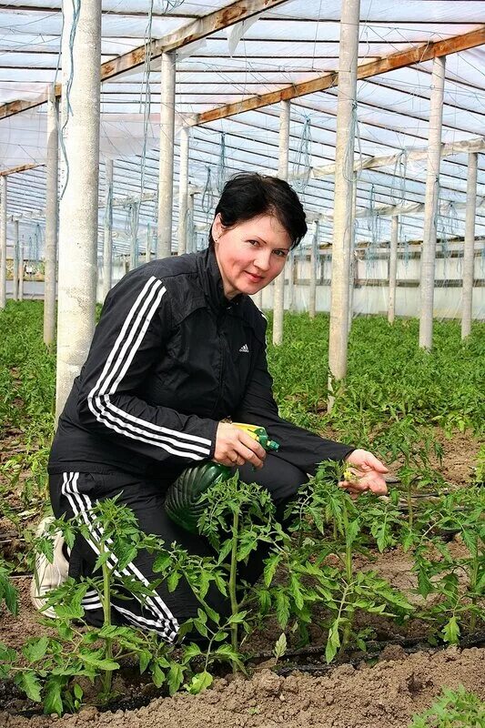 Какое практическое значение имеет процедура для овощевода. Овощевод тепличное. овощевод профессия. день овощевода. астролог оренбург овощевод.