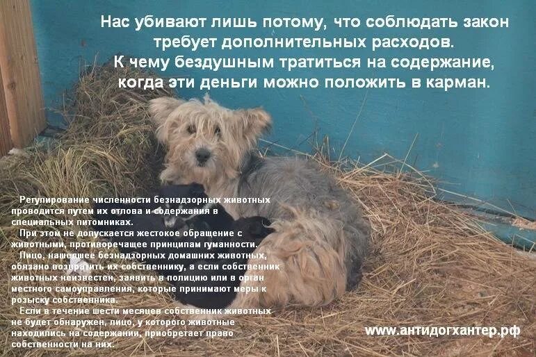 Проблемы содержания собаки. Содержание домашних животных. правила содержания животных. закон об обращении с животными.