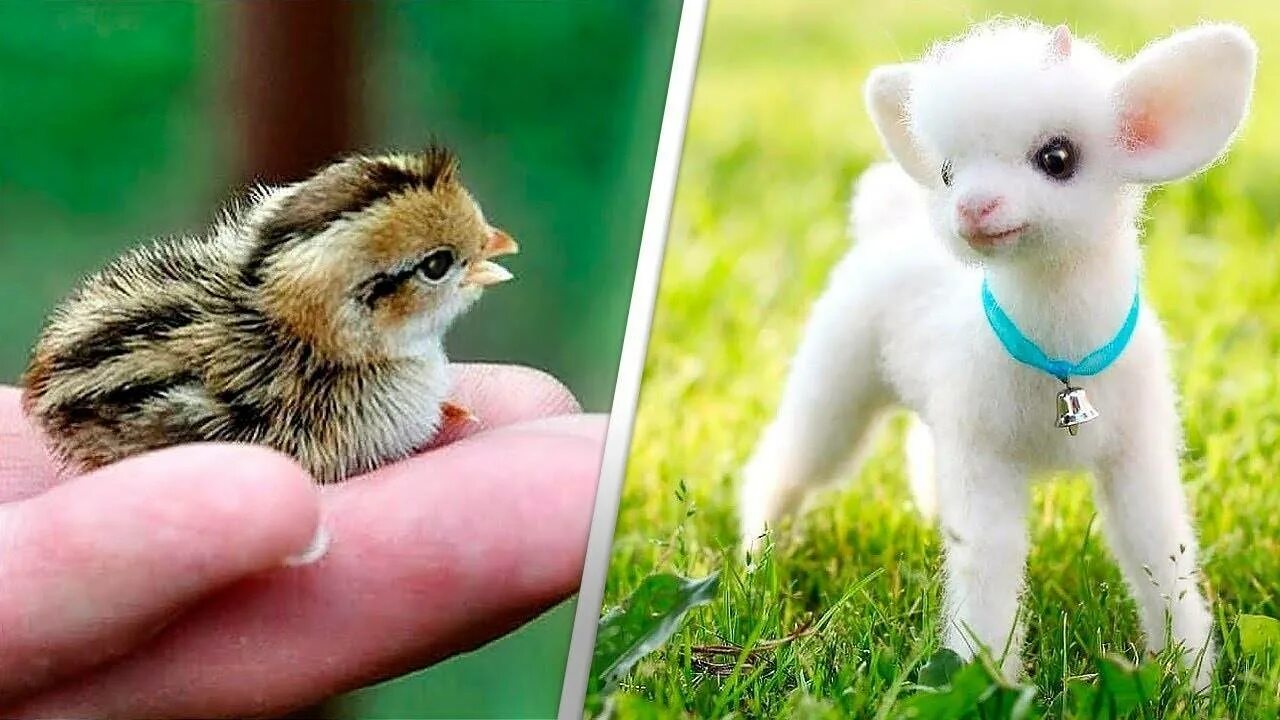 Маленькие животные которые стоит мало. Милые животные. маленькие звери. милые маленькие животные. самые милые животные.