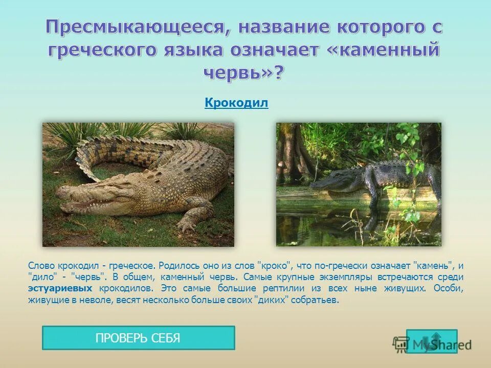 Загадка про крокодила для детей. Слово крокодил по слогам. Составить предложение со словом крокодил. Отряд крокодилы классификация. Составить предложение со словом крокодил.