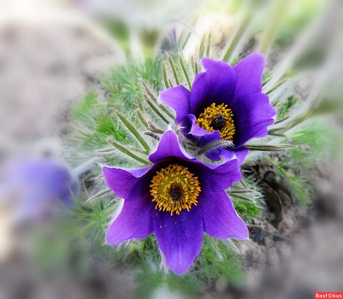 Прострела даурского (сон-травы). Прострел обыкновенный (pulsatilla vulgaris). Прострел широкоцветный. Цветы бурятия прострел. Прострел фото.