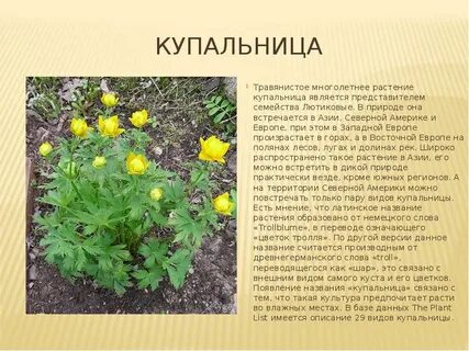 Многолетнее травянистое растение семейства