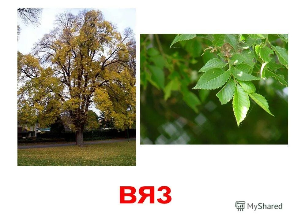граб, вяз,карагач. ясени дубы грабы. ясени дубы грабы. граб. ясень ольха , вяз, липа.