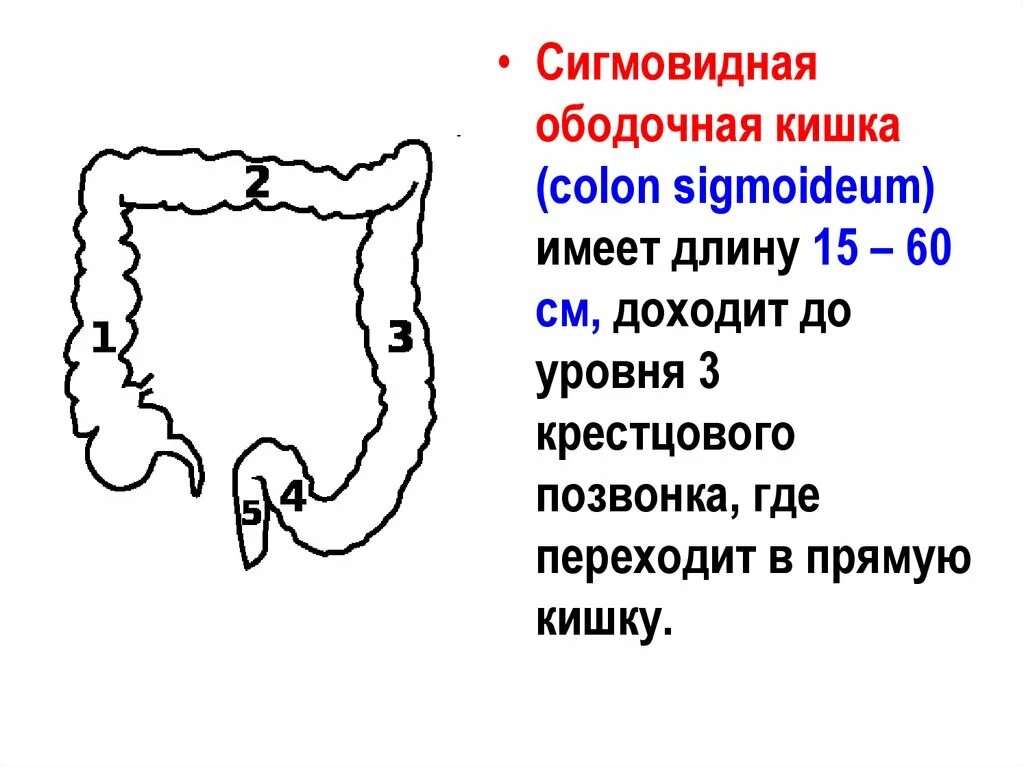 Сегмент кишка. Размер прямой и сигмовидной кишки. нисходящая ободочная кишка (colon descendens). ширина сигмовидной кишки в норме. диаметр сигмовидной кишки у детей.