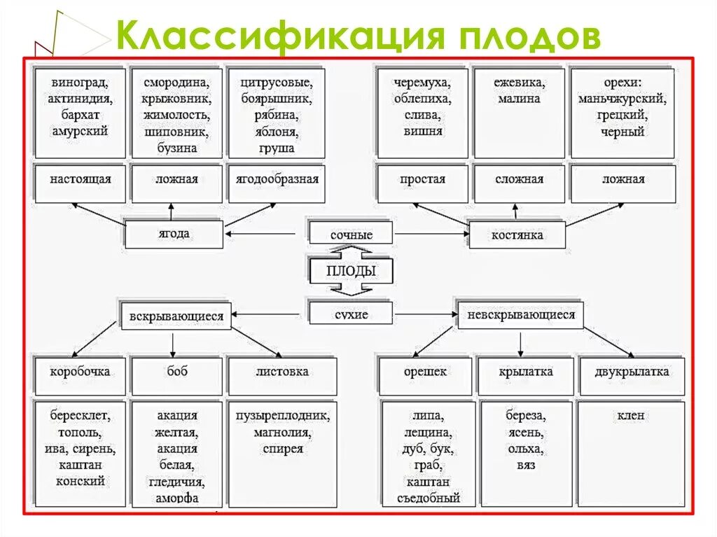 Строение и классификация плодов. Морфологическая классификация плодов таблица. Таблица классификация плодов биология 6. Классификация плодов ботаника. Основные группы плодов