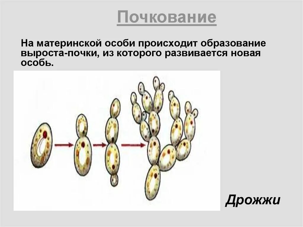 Почкование. Размножение почкованием. Деление почкованием. Почкование дрожжей. Размножаться и е