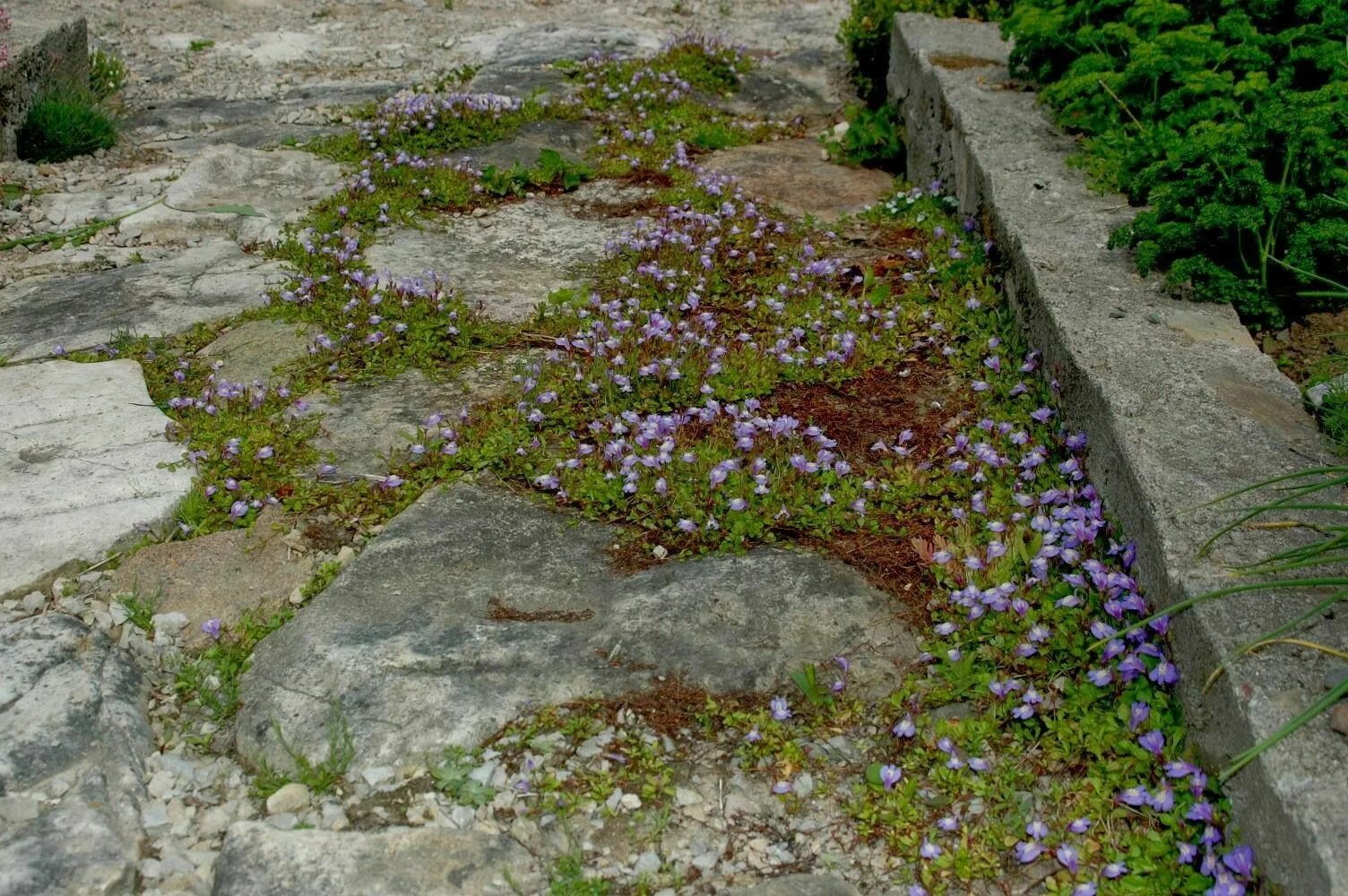 Pin auf Yard Ideas!!!!!(now why couldn't I have thought of that, earlier.