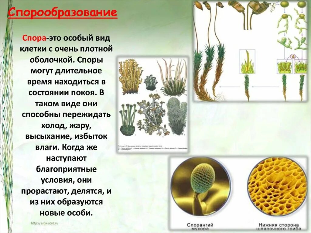 Спорообразование и вегетативное размножение. Споры споровых растений. Спорообразование у растений. Размножение споровых растений. Спора это в биологии.