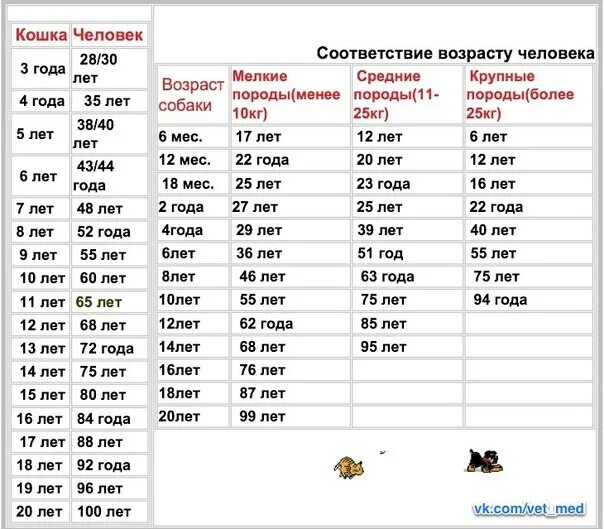 8 лет кошке сколько по человечески. Кошачий Возраст на человеческий таблица. Кошачий Возраст на человеческий. Кошачий Возраст на человеческий Возраст. Таблица соответствия возраста кошки человеческому.