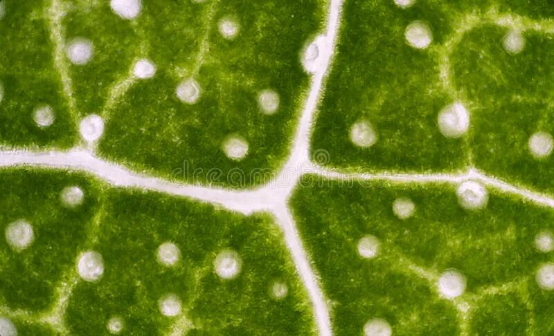 Бактерии на листьях. Мучнистая роса налет. Xanthomonas fragariae. Антракноз манго. Столбчатая ржавчина смородины.