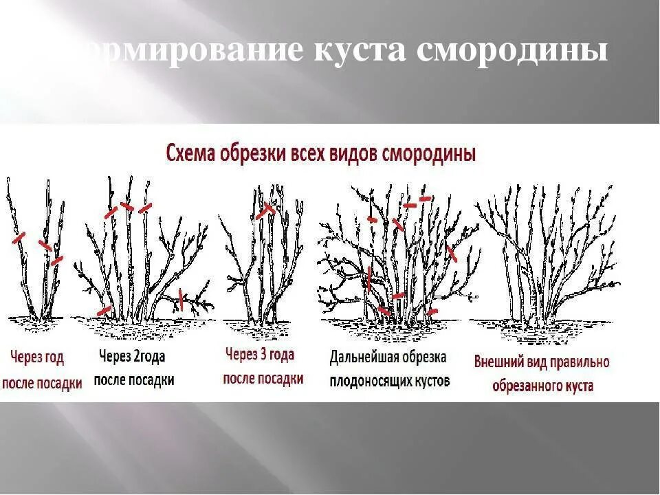 Обрезка крыжовника весной для начинающих в картинках. Схема обрезки черной смородины. Схема обрезки смородины осенью осенью. Схема обрезки черной смородины весной. Обрезать смородину осенью схема.