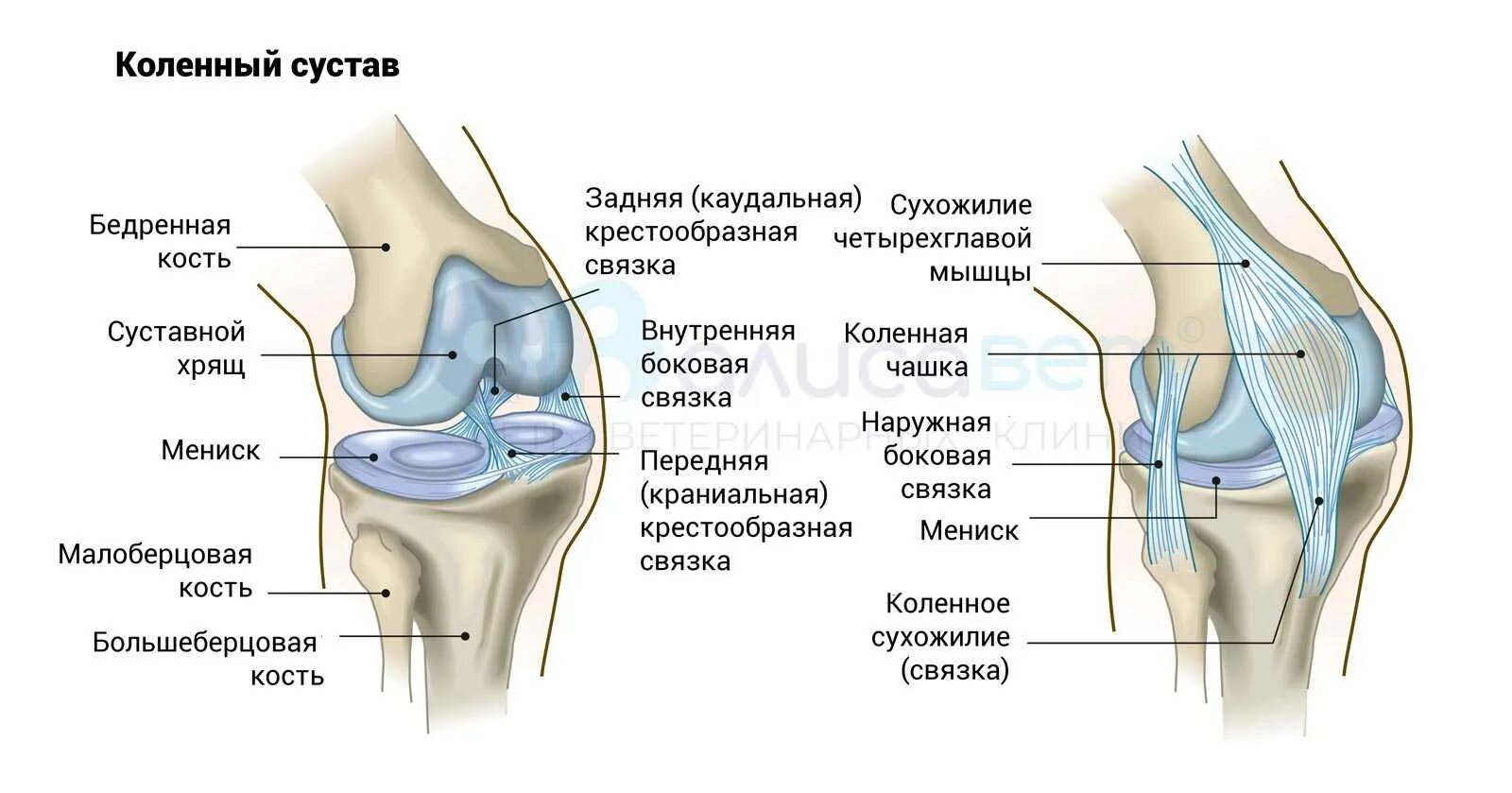Строение коленного сустава человека анатомия. Строение левого коленного сустава связки мышцы. Строение коленного суста. Строение сустава коленного сустава. Связи коленного сустава