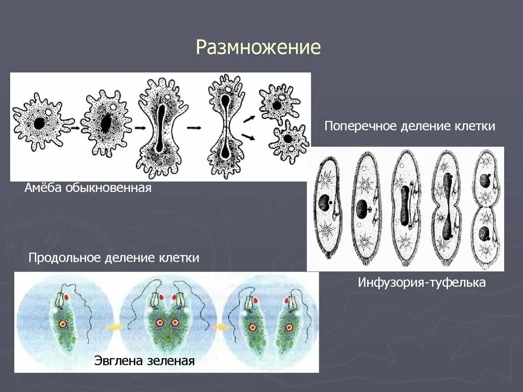 Деление клетки пополам. Поперечное и продольное деление клетки. Бесполое деление инфузории. Размножение клеток биология. Инфузория туфелька поперечное деление.