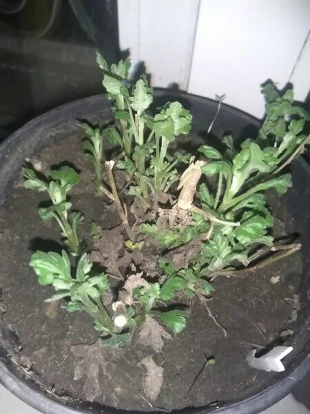 черенкуем хризантемы. ростки хризантемы весной. ростки хризантемы мультифлора. черенкуем хризантему весной. укоренить черенки хризантем.