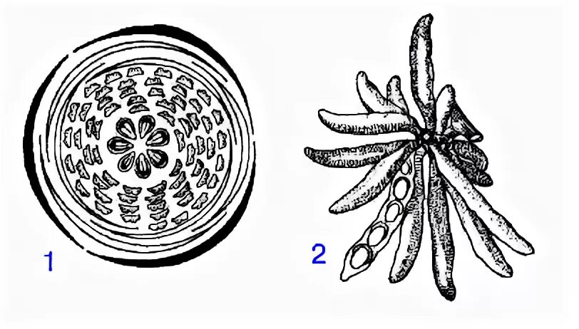 Кровохлебка формула и диаграмма цветка. Диаграмма цветка папоротниковых. Диаграмма цветка семейства сложноцветные биология 6 класс. Семейство зонтичные диаграмма. Диаграмма цветка двудольных и однодольных.