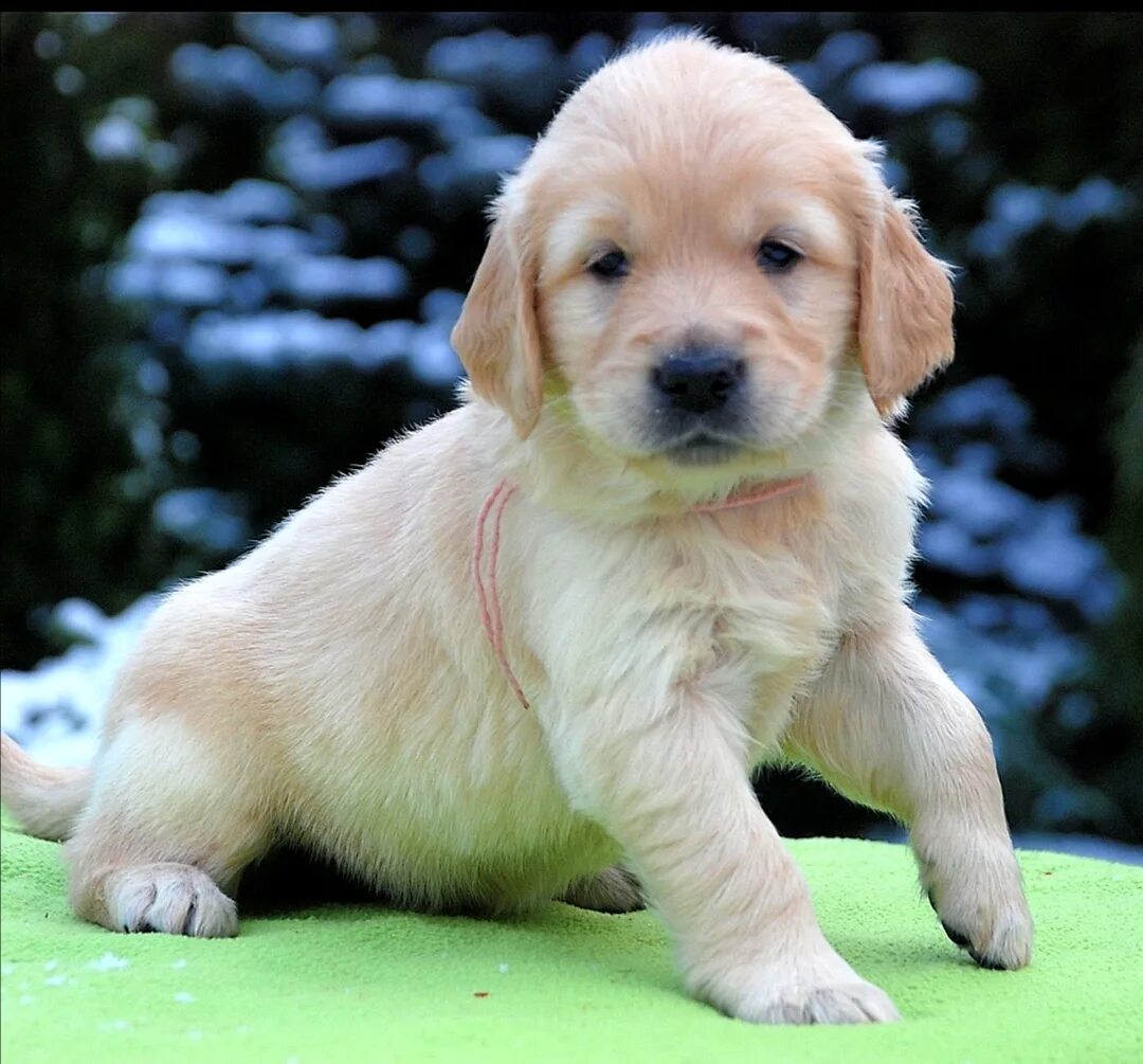 щенок ретривер. голден ретривер кутята. щенки ретривер москва. золотой ретривер щеночки. ретривер шираз.