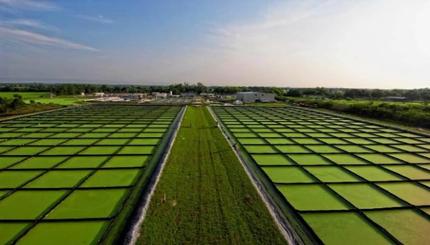 Производство водорослей. Микроводоросли биотопливо. Альтернативная энергия водорослей. Энергия биотоплива. Водоросли для биотоплива.