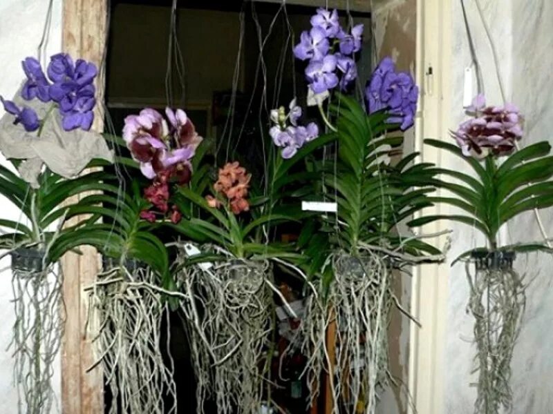 Орхидея без горшка. Орхидея Дендробиум фаленопсис.