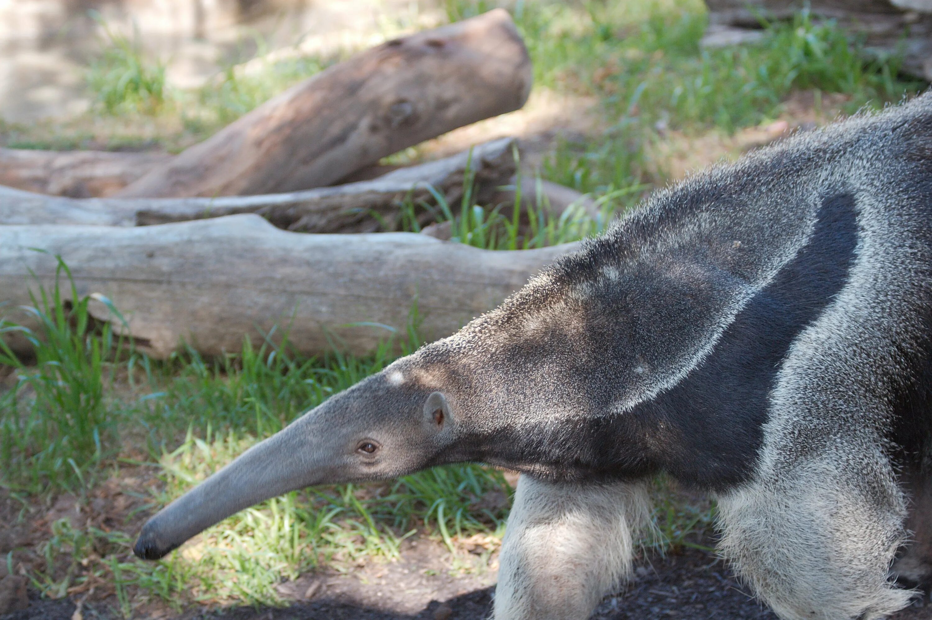 Где муравьед на каком материке. Гигантский муравьед. Anteater муравьед. Сальвадор с муравьедом. Ламарк муравьед.