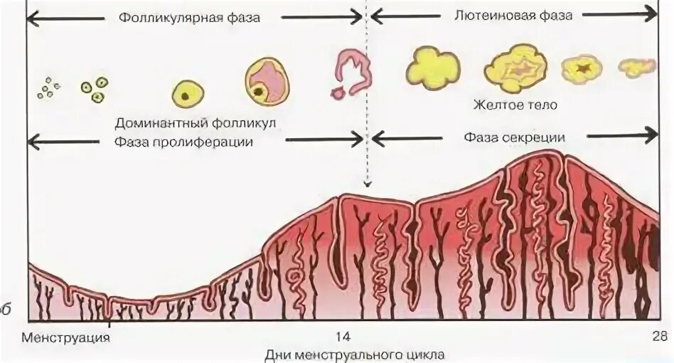 Что такое пгт при эко. Что такое пгт при эко