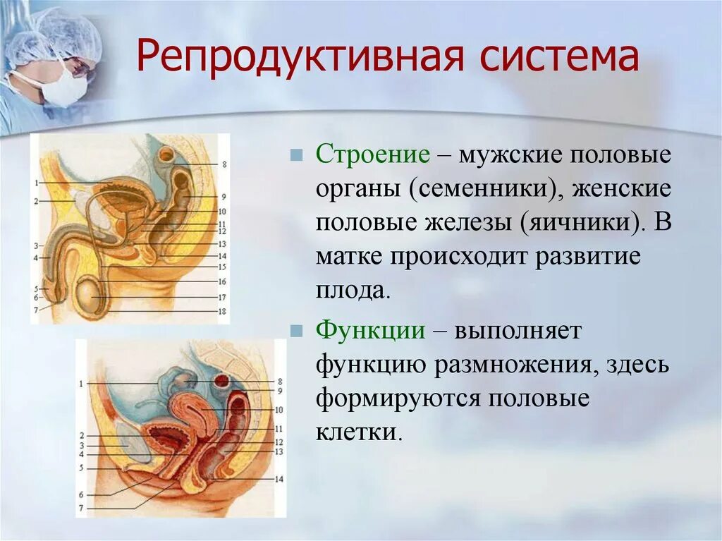 Уроки половой орган. Строение и функции женской половой системы человека. Функции мужской репродуктивной системы анатомия. Женская репродуктивная система анатомия половых органов. Функции женской репродуктивной системы анатомия.