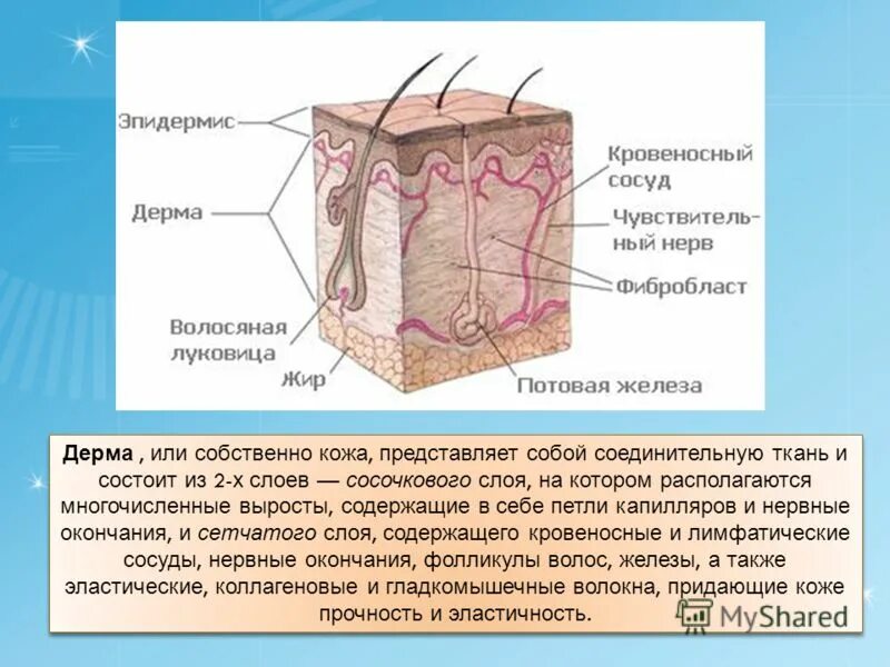 Дерма кожи состоит из. Дерма кожи состоит из. Кожа дерма гиподерма. Строение кожи слои дермы. Слой 1) эпидермис 2) дерма 3) гиподерма.