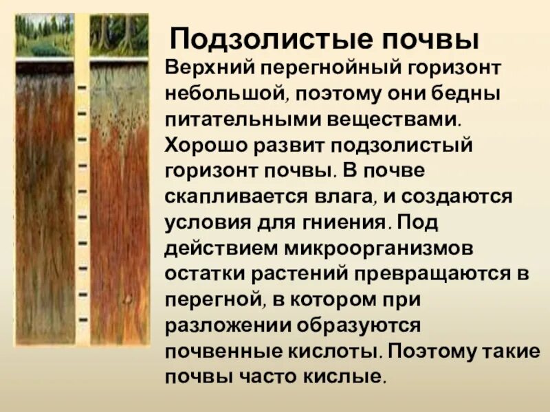 Почвы россии 4 класс 21 век презентация. Почвенные горизонты подзолистых почв. Подзолистые почвы горизонты. Профиль подзолистой почвы с горизонтами. Подзолистый Горизонт.