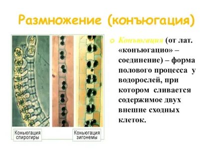 Конъюгация в биологии