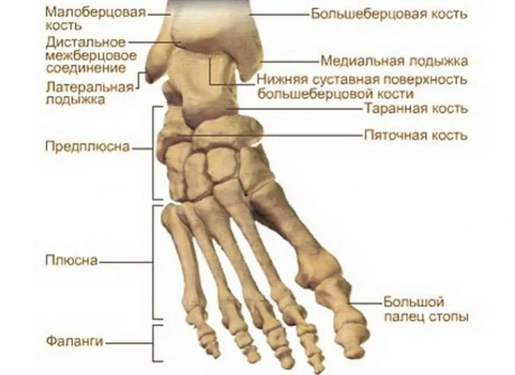 Фаланги пальцев тип соединения