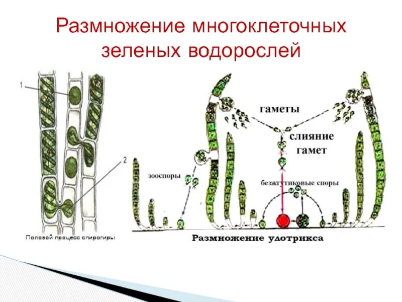 Размножение зеленых водорослей таблица. Схема размножения зеленых водорослей. Размножение водорослей 5 класс. Размножение многоклеточных зеленых водорослей. К водорослям относятся улотрикс