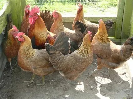 Куры польской породы