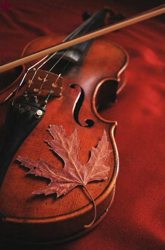 Осенняя скрипка. Скрипка Эстетика. Скрипка осенние листья. Скрипка осень. Скрипка осенью