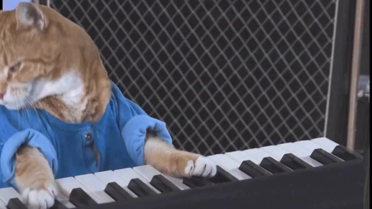 Кот который поет. Котик музыкант. кошка на пианино. котик музыкант мем. толстый кот музыкант.