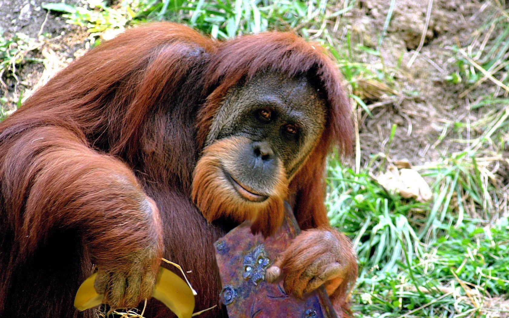 Годы жизни обезьяны. Суматранский орангутан. Борнейский орангутан. Гиббоны и орангутаны. Орангутаны (pongo).