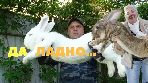 Сколько живут кролики большие