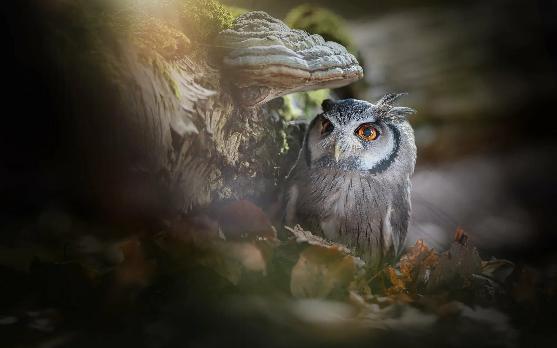 Фотообои сова. Филин ёль угу. Хитрая сова. Сказочная сова. С филином дзен.