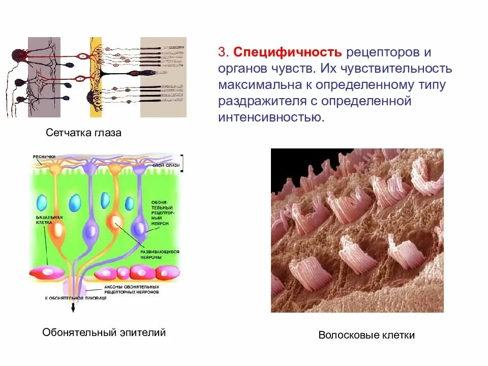 Функции рецепторов клетки. Специфичность рецепторов. специфичность органов чувств. принцип специфичности рецепторов. специфичность органов чувств физиология.