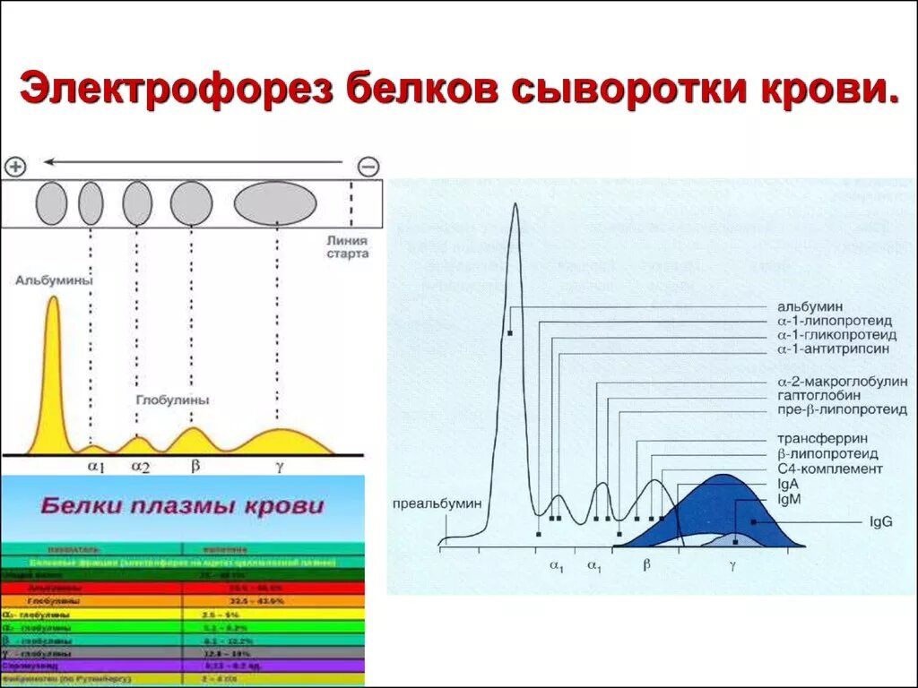 Белки белковые фракции. Схема электрофоретического разделения белков сыворотки крови. Анализ белковых фракций крови метод электрофореза. Белковые фракции сыворотки крови электрофорез. Электрофорез белков сыворотки крови биохимия.