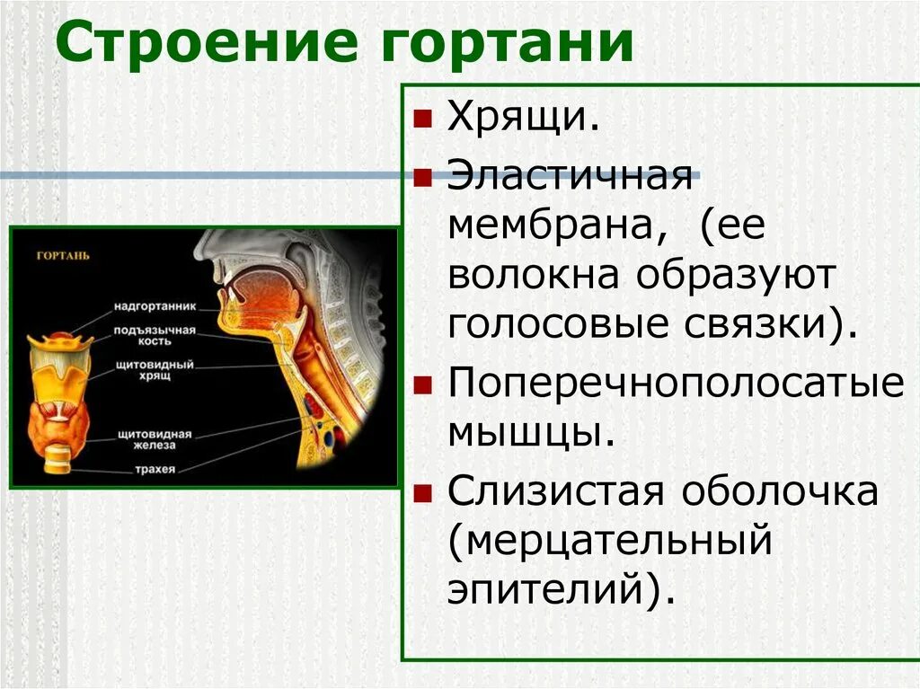 Эластичная оболочка. Строение гортани. Строение гортани оболочки. Слизистая оболочка гортани анатомия. Строение гортани гистология.