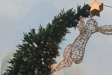 Гнутая ель