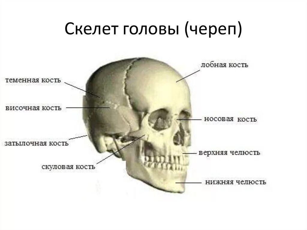 Череп и кости черепа анатомия. Скелет головы череп строение. Строение скелета головы с названием костей. Кости скелета головы человека анатомия.