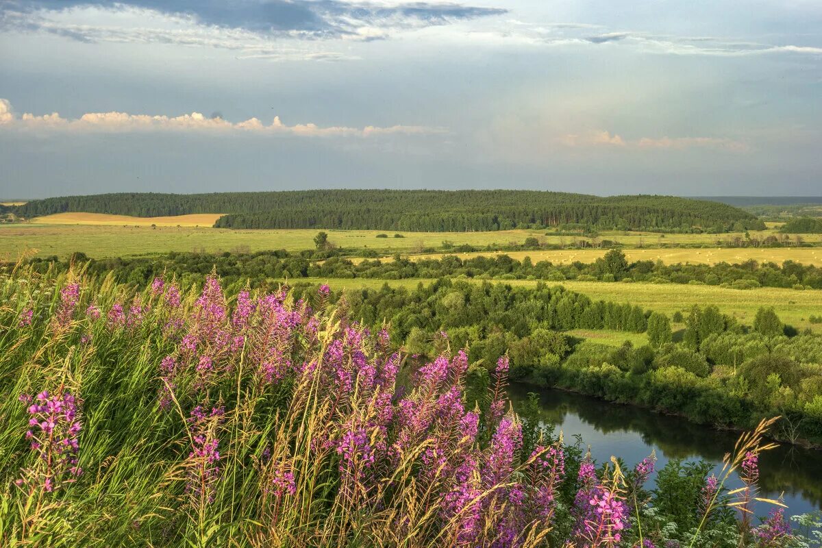 Каким будет лето в пермском крае. Спасская гора Кунгурский район. Луга Пермского края. Луг Воронежской области. Растения Кунгурской лесостепи.