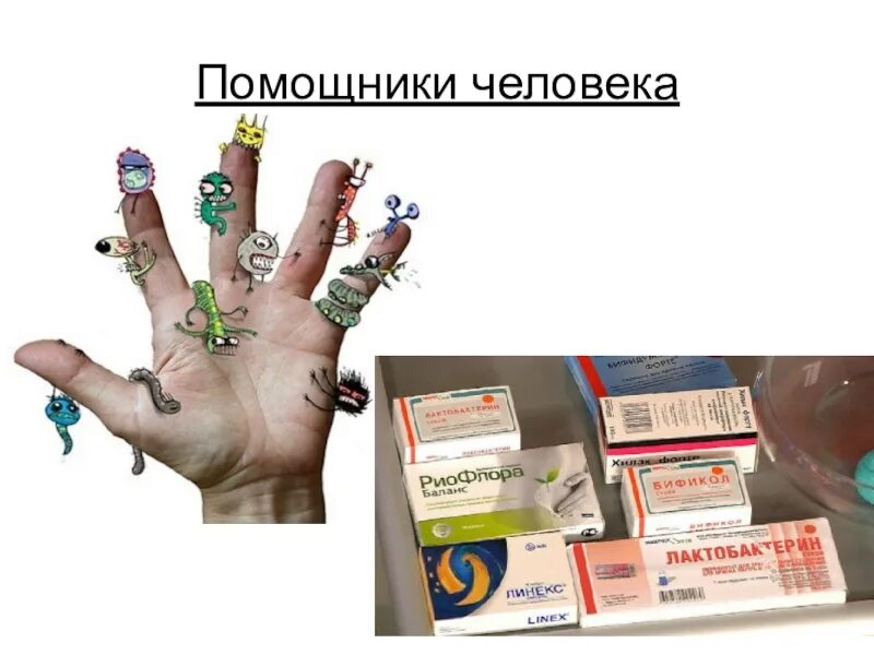 Почему бактерии могут быть помощниками земледельца. Бактерии фармацевты. сообщение бактерии помощники. сообщение по биологии на тему бактерии-фармацевты. бактерии фармацевты сообщение.