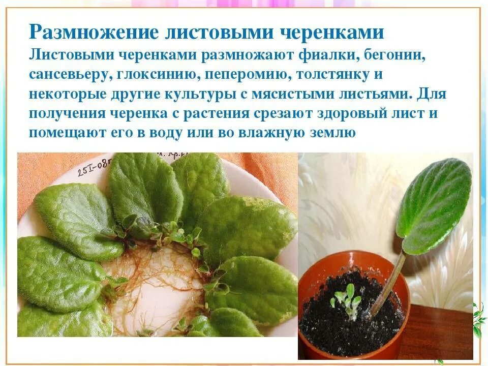 Размножение растений с помощью листьев. Фиалка узамбарская черенок. размножение фиалок листочками. фиалка вегетативное размножение листом. вегетативное размножение узамбарская фиалка.