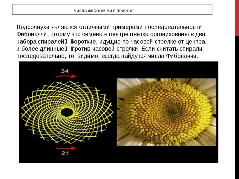 Использование чисел фибоначчи. Последовательность фибоначчи таблица. ряд фибоначчи числа таблица. числа трибоначчи. фибоначчи в природе.