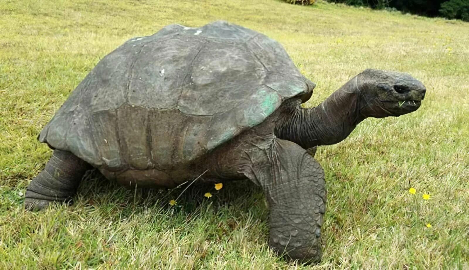 Old turtle