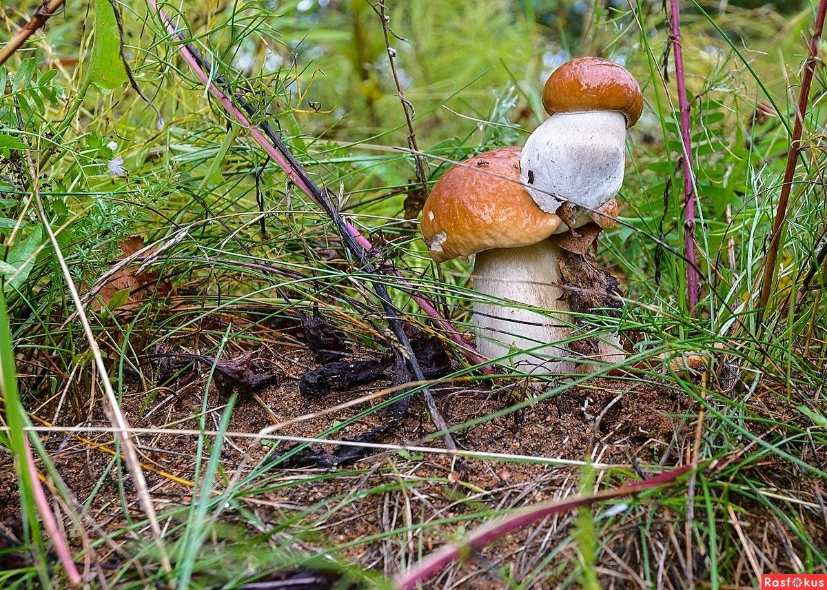 маслята в сосновом бору. лес с грибами рядом. белый гриб в березовом лесу. грибные леса. поздние осенние грибы.